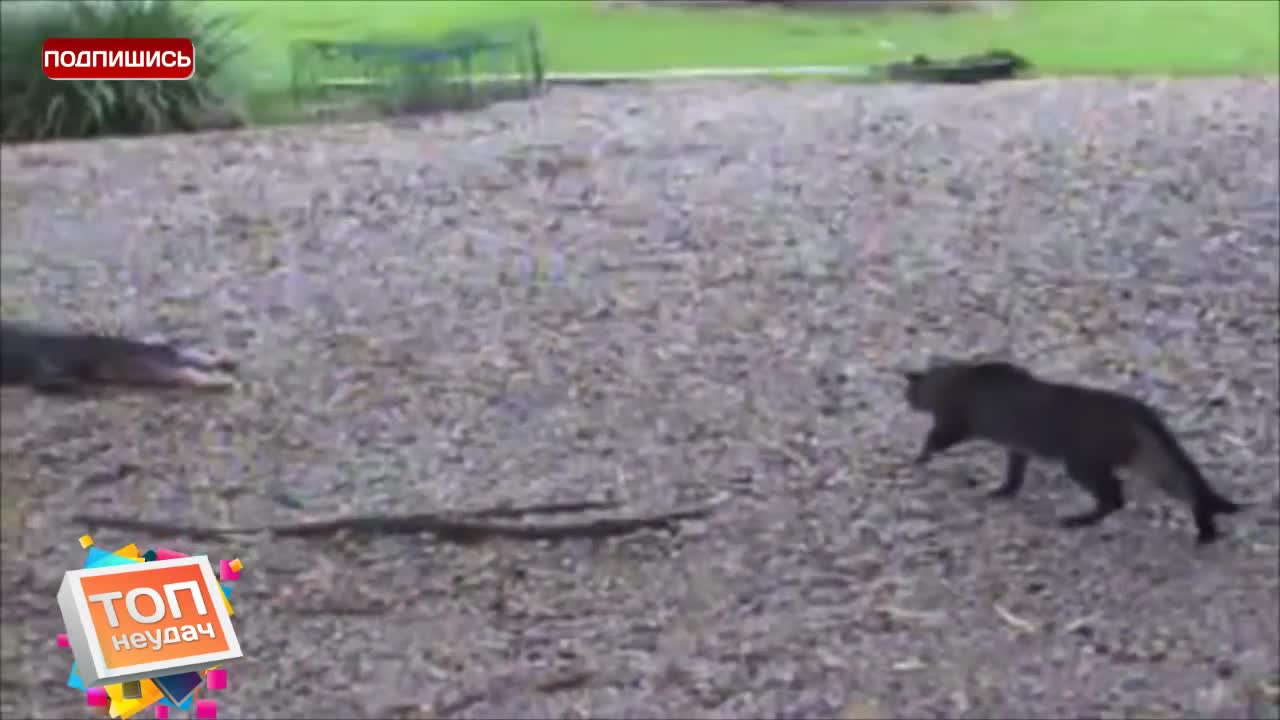 Баатыр мышык