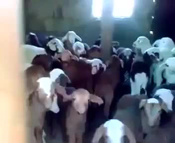 Мэээ! Мэээ! :D