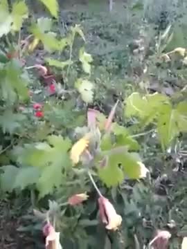 Азан маалында ачылган гүл