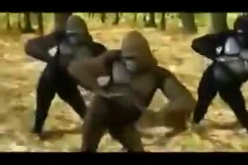 Мыкты бийлеген маймылдар