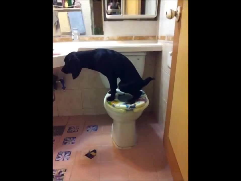 Мындай итти үйгө таштоодон коркпойсуң)))