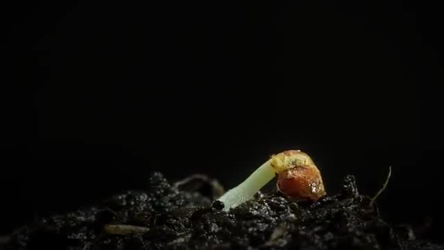 Керемет жашоо 