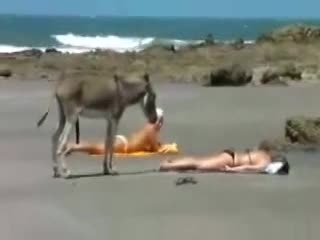 Накта эшек го