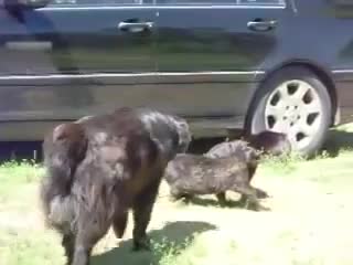  Жооптуу жана акылдуу иттер