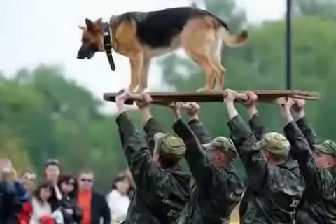 Кожоюнуна берилген иттер жөнүндө