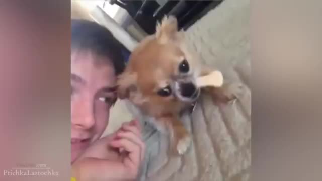 Ха-ха-ха, маанай 5 болушу үчүн!