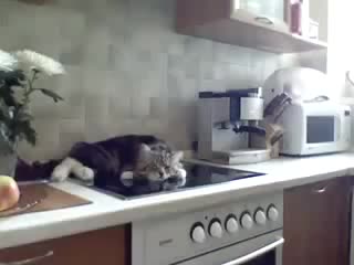 Ээси менен айтышкан мышык
