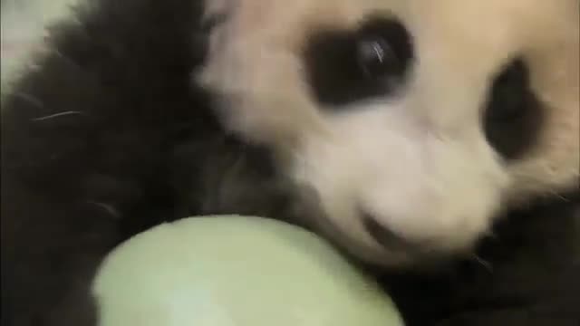 Ач көз панда