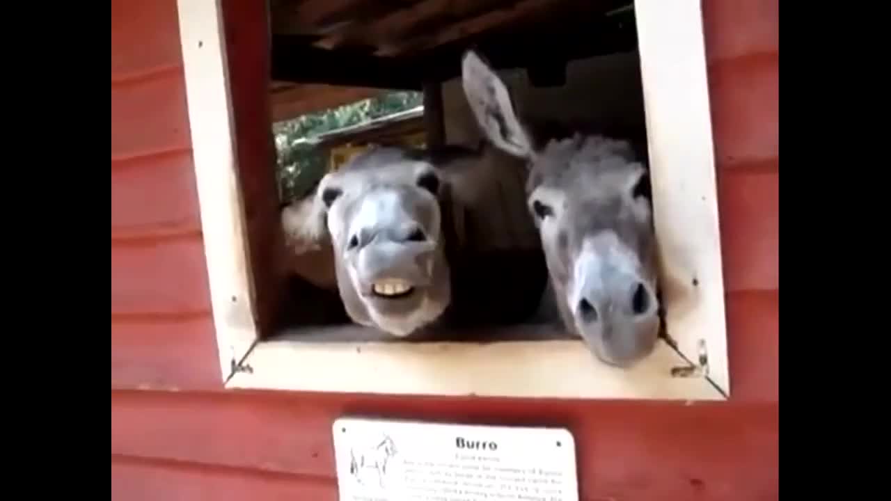 Эшектердин күлкүсү