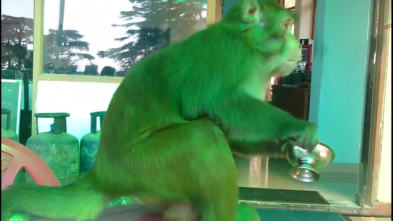 Бети жок маймылдар ))