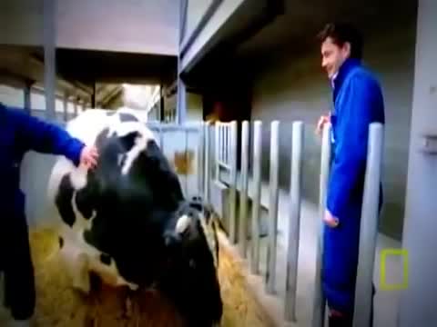 Уйлар да ГМО болуп калышкан экен да 