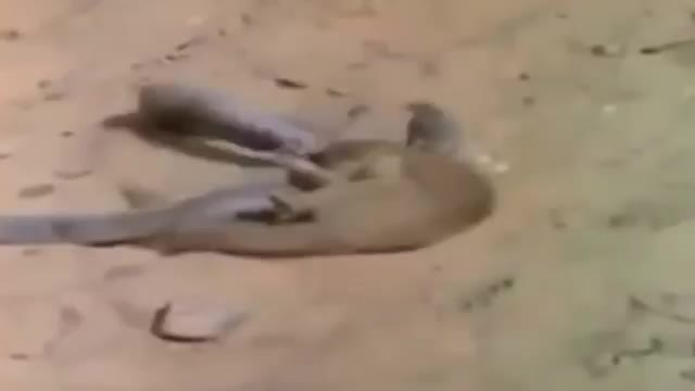 Мангуст менен жыландын согушун көрдүң беле?