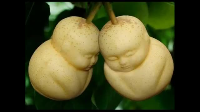 Адамга окшош өсүмдүктөр