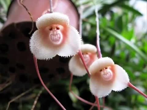 Аялдын сөлөкөтүндөй өсүмдүк бар экен