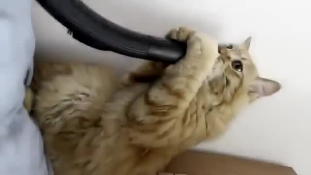 Акылдуу мышык экен