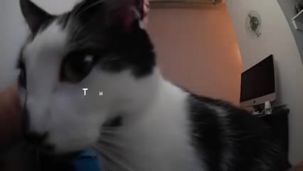 Ээсин сүйгөн мышык