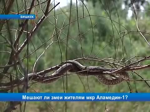 Аламедин-1 районундагы жыландар