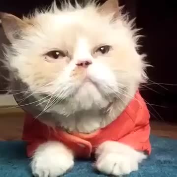 Мышык Жексон ))