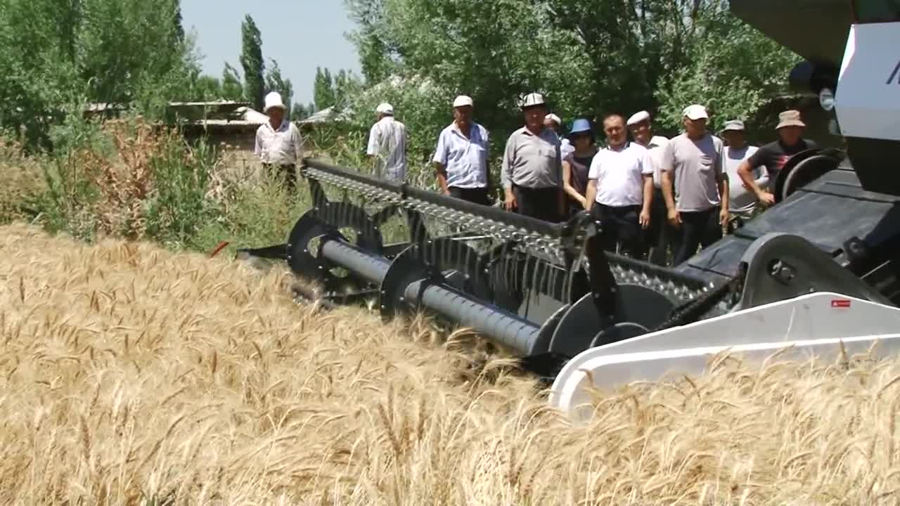 "Ростсельмаштын" комбайндары 
оруп-жыйноого киришти