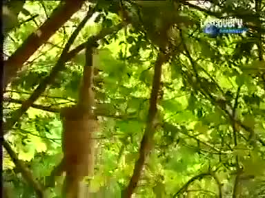 Шамдагай маймыл жырткычтарга тийишип))