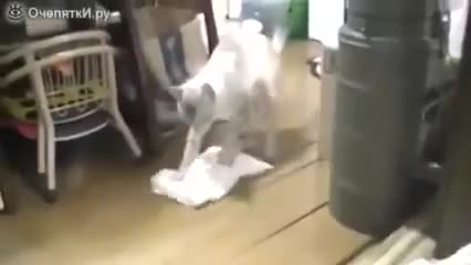 Мышык өзүнчө эле "сөгүнүп" пол жууп ))