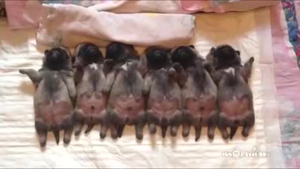 Уктаган мопстордун тобу