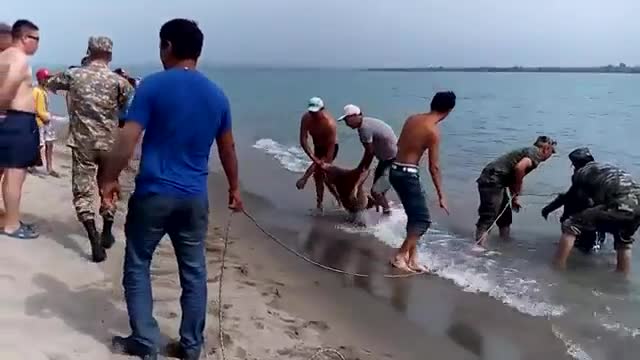 Ысык-Көлдө эс алуучу чөгүп кетти