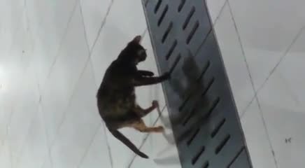 Мышыктын өнөрү ооз ачырат экен.