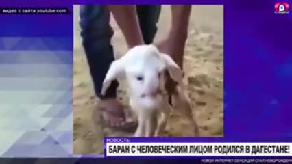 Кишиникиндей бети бар козу (Уят сөздөр бар)