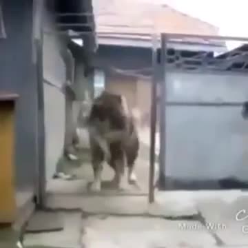 Ит жөн эле ойноп жатат )) 