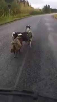 Жолдогу кочкорлор))