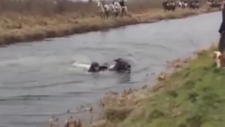 Видео тамашалар - 2015