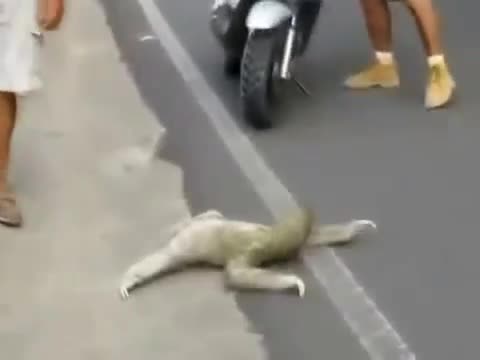 Ленивец жолдо өтүп жатат