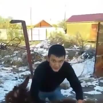 Эшек менен мушташкан "баатыр"