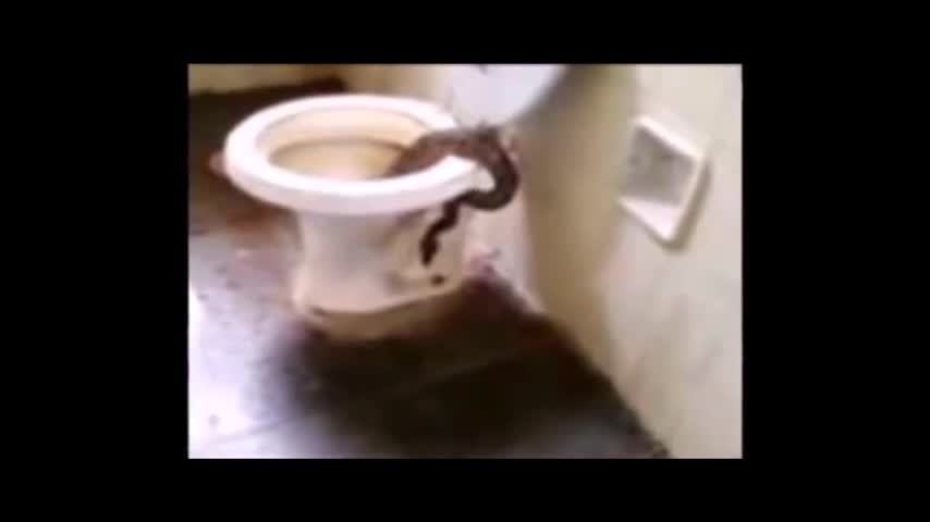 Адамдарга кол салган анакондалар (Нерви жукаларга болбойт!)