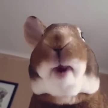 Коёнектин тамшанып жеп жатканын көрсөңөр ))