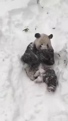 Аюу карды сүйөт )
