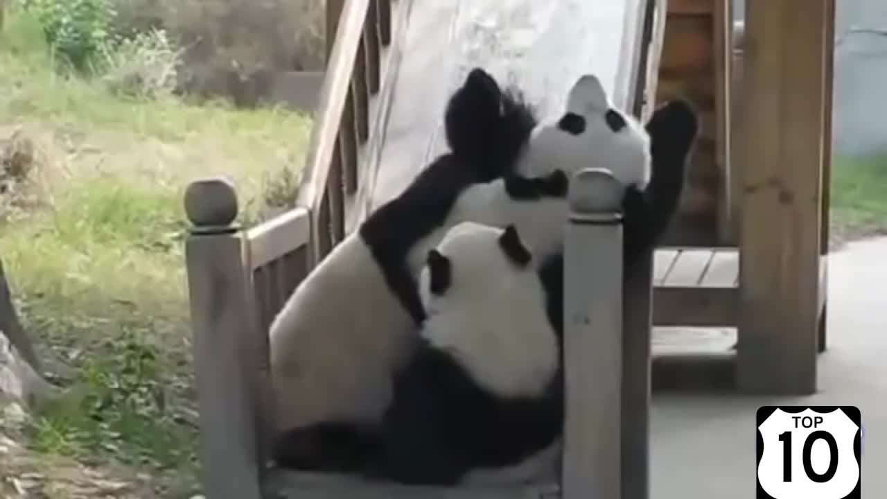 Пандалардын көңүл ачуусу