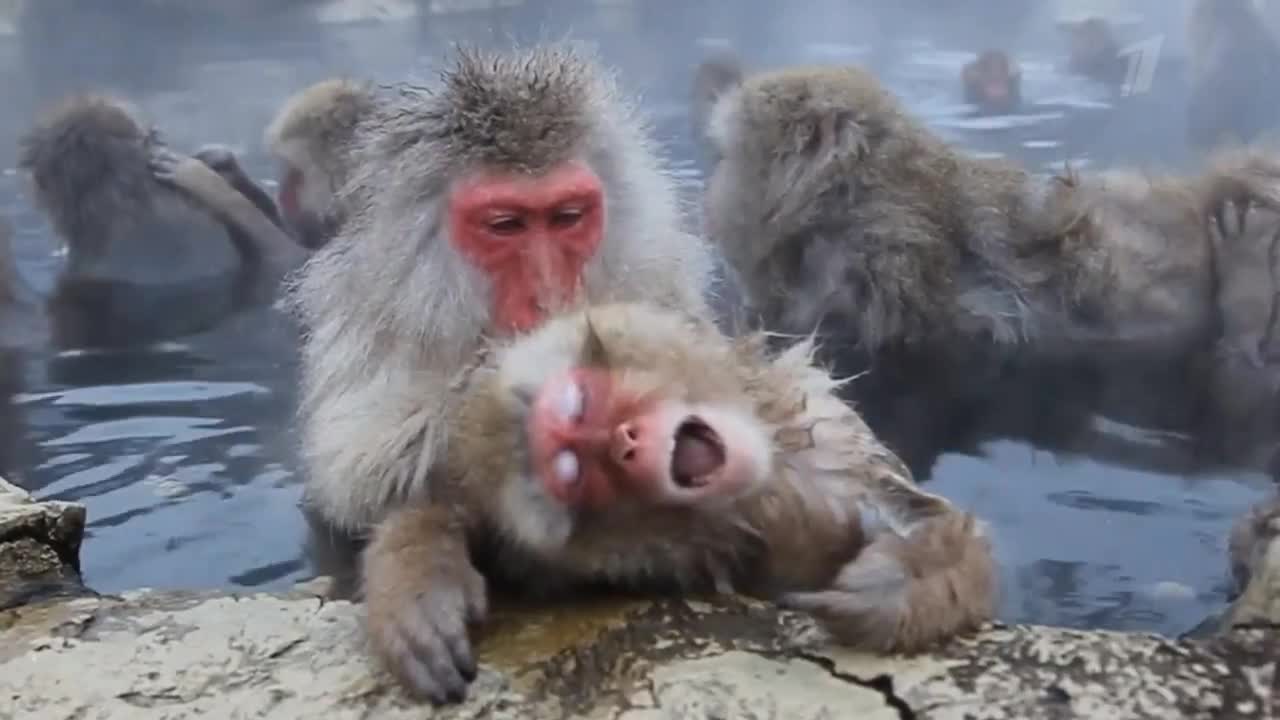 Япония. Маймылдардын ордунда мен болсом...)))
