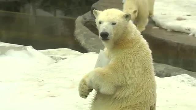 Зоопарктагы жашоо