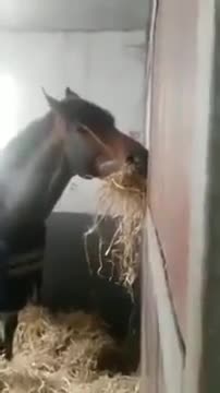 Жаныбардын камкордугун карачы