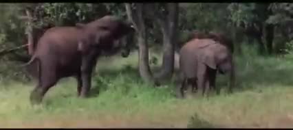Шумдук го, ыя