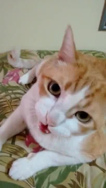 Мышыгы кошо ырдайт экен
