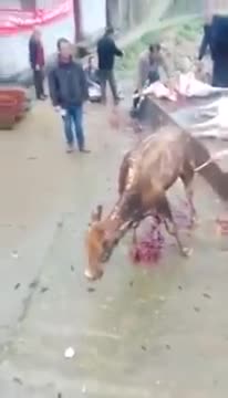 Музоону тирүүлөй эле куйкалап жатышат
