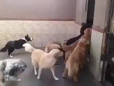 Мынча көп ити бар?..