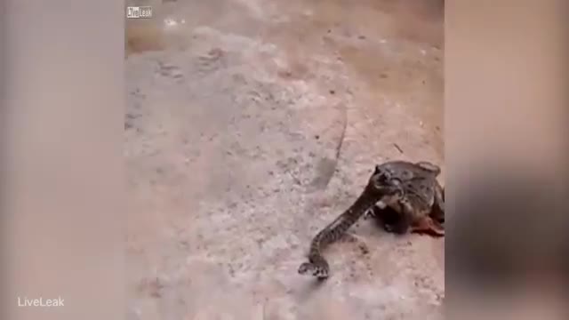 Мышык баканын оозунда турган жылан менен урушуп...