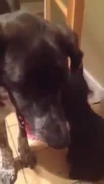 Ит үйүнө он күндөн кийин келсе, мышык аны тосуп алды