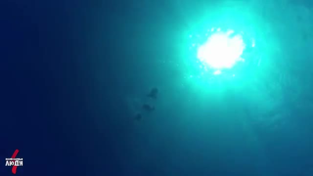 Дүйнө кызыктары, көк кит