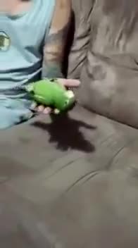 Тоту куш ойногонду жакшы көрөт
