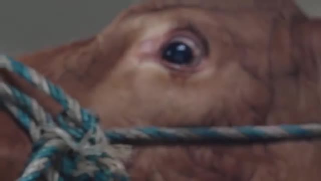 Уйларда да сезим бар)